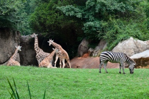 zebra-among-giraffes-irishwildcat